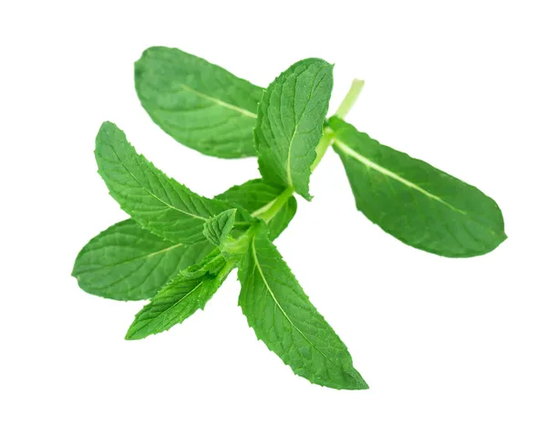 Lemon balm, mint — Stock Photo, Image