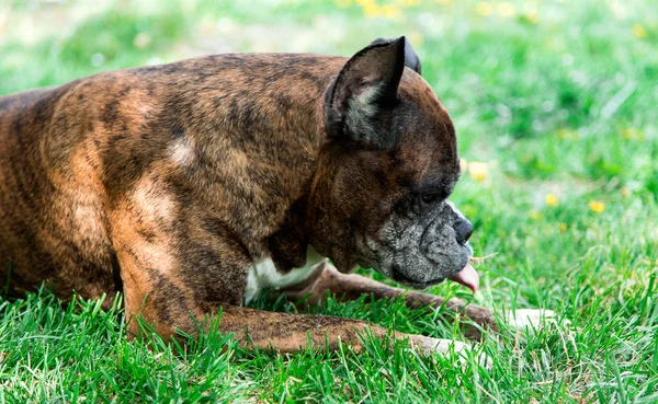 Old boxer dog lying in the grass — Stock Photo, Image