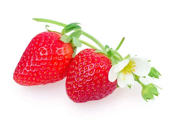 Erdbeeren — Stockfoto