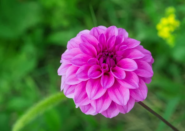 Flor, roxo — Fotografia de Stock
