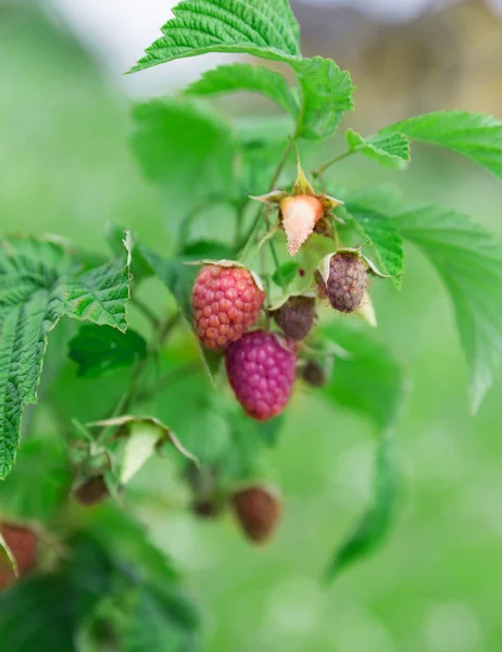 Himbeeren — Stockfoto