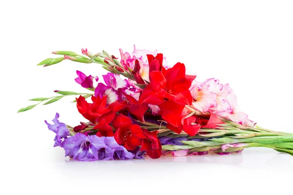 Multicolored flowers gladiolus — Stock Photo, Image
