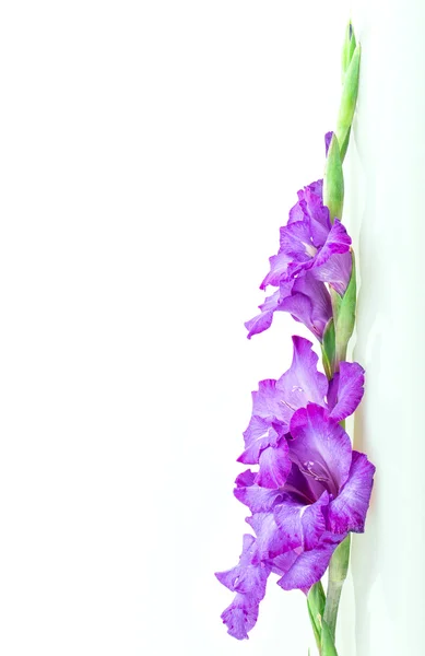 Fleurs multicolores gladiolus — Photo