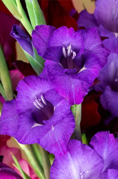 Gladiolen mit bunten Blüten — Stockfoto