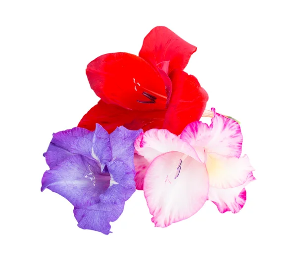 Flores multicoloridas gladiolus — Fotografia de Stock