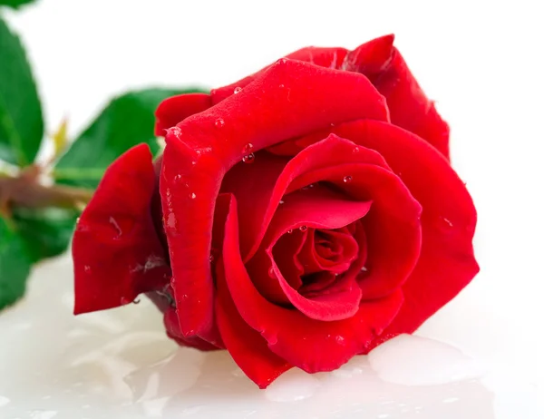 Rose — Stock Photo, Image