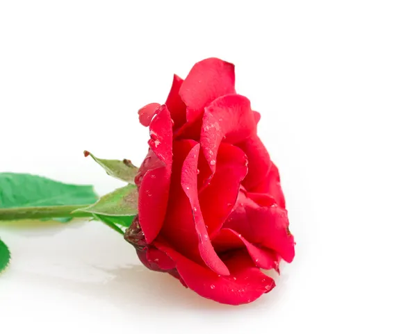 Rose — Stock Photo, Image