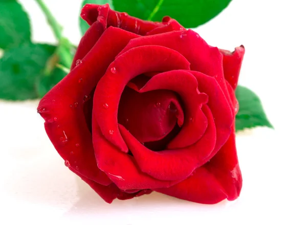 Rose — Stock Photo, Image