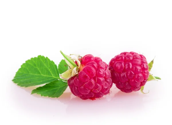 Himbeeren — Stockfoto