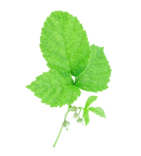 Hoja verde — Foto de Stock