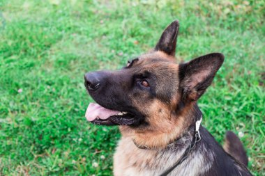 Alman çoban köpeği.