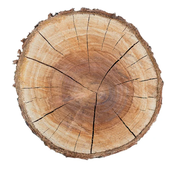 Anillo textura madera —  Fotos de Stock