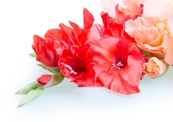Fiore di gladiolo — Foto Stock