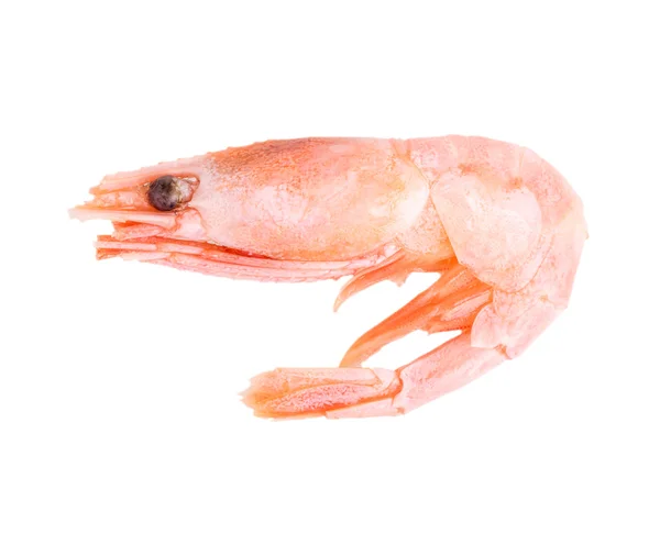 Shrimp — Stock Photo, Image