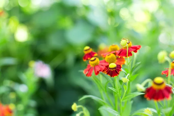 Marigold — Stock Photo, Image