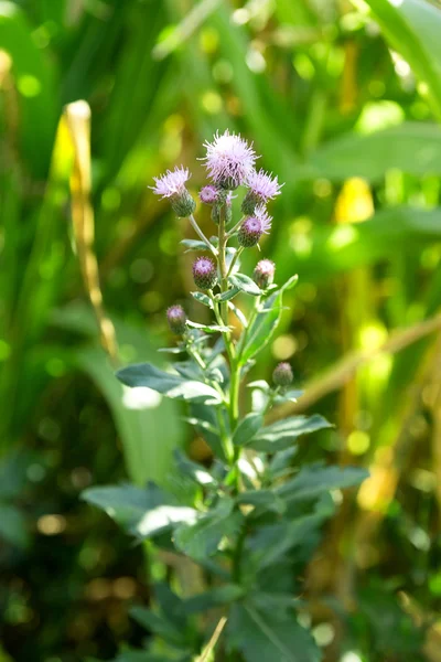 Épine plante de mauvaises herbes — Photo