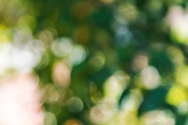 ağaçlar yeşil bokeh