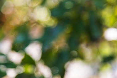 ağaçlar yeşil bokeh