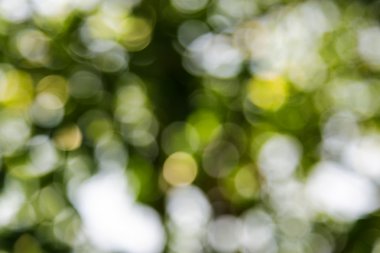 ağaçlar yeşil bokeh