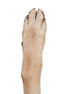Alman çoban köpeği.