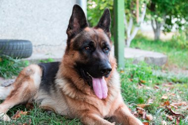 Alman çoban köpeği.