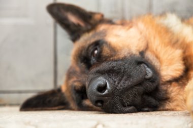 Alman çoban köpeği.