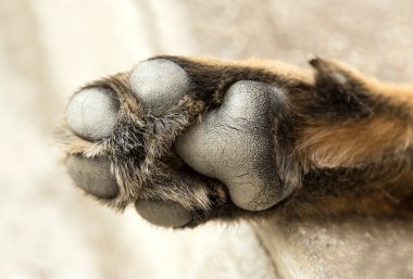 Alman çoban köpeği.