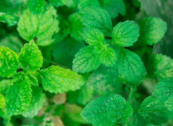 Melissa, lemon balm — Stock Photo, Image