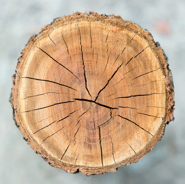 Wood circle texture — Stock Photo, Image