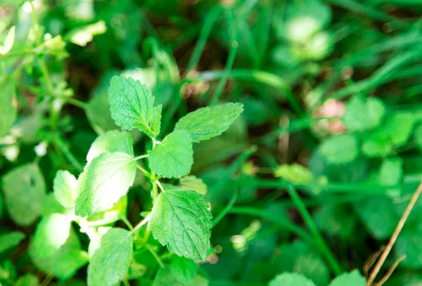 Grass, weed, lemon balm — Stock Photo, Image