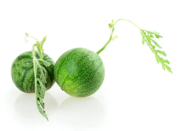 Nicht reife Wassermelone — Stockfoto