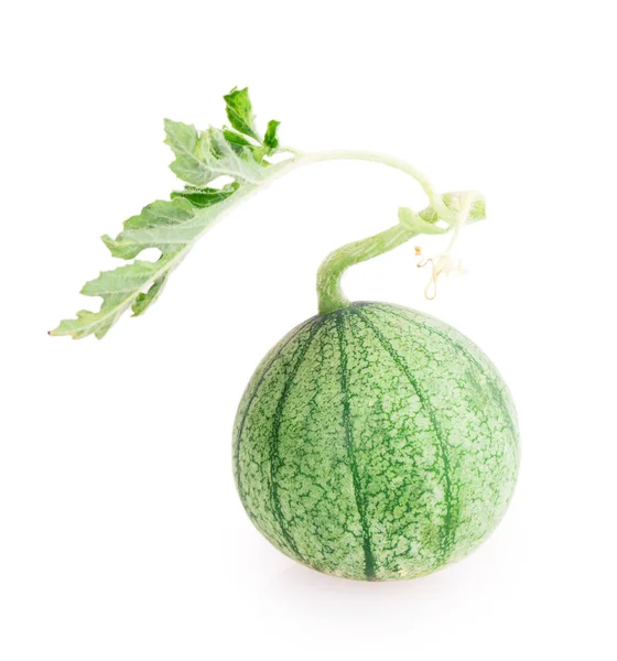 Niet rijp watermeloen — Stockfoto