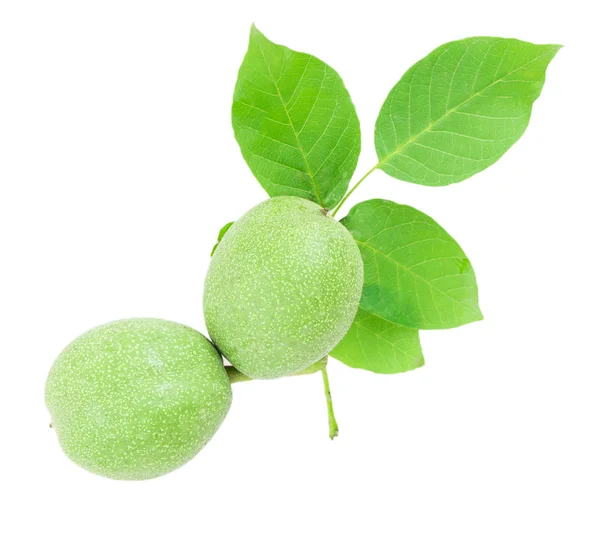 Green walnuts — Stock Photo, Image