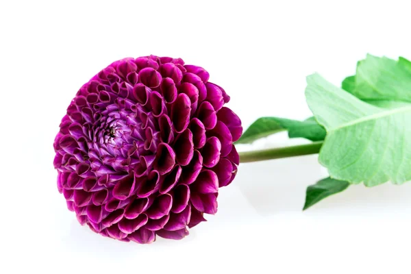 Dahlia. — Foto Stock