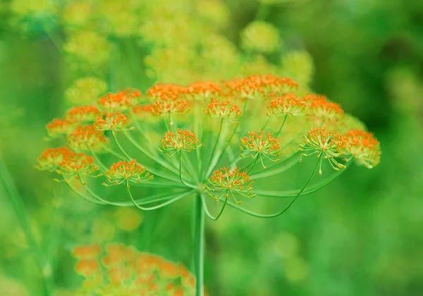 Dill. — Fotografia de Stock