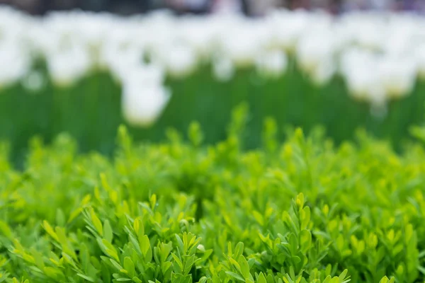 Fundo tulipas — Fotografia de Stock