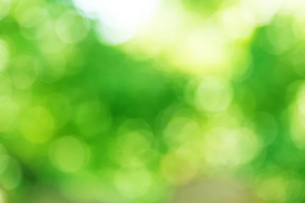 Fond vert bokeh — Photo