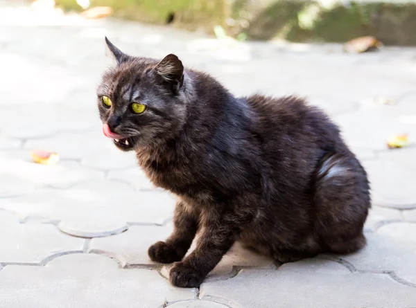 Gato preto — Fotografia de Stock