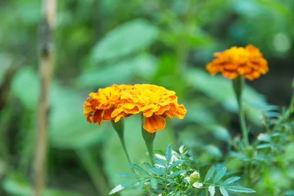 Marigold — Stock Photo, Image