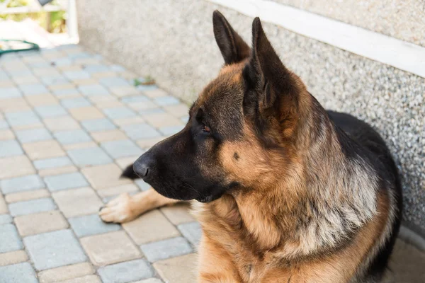 Deutscher Schäferhund — Stockfoto