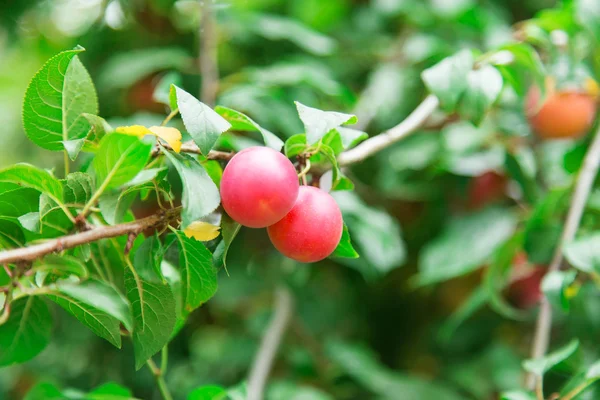 Apple tree — Stock Photo, Image