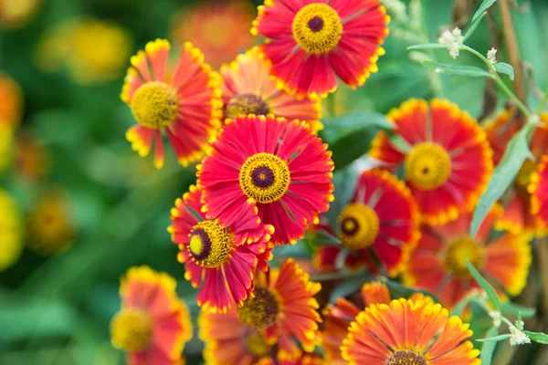 Marigold — Stock Photo, Image