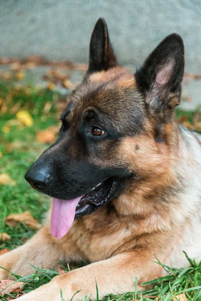 German Shepherd Dog — Stock Photo, Image