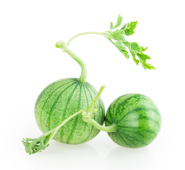 Inte mogen vattenmelon — Stockfoto