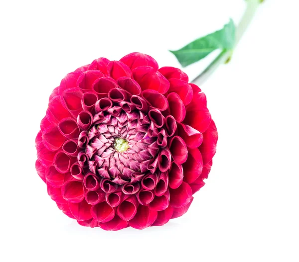 Dahlia — Stockfoto