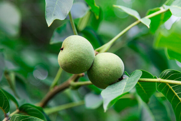 green walnut