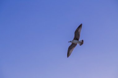 Gökyüzünde martı