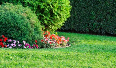 bitki çim ve yeşil sokak