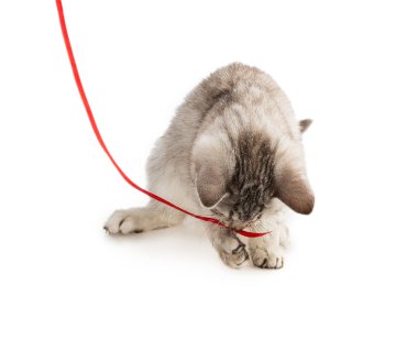 Gri çizgili tekir kedi yavru kedi