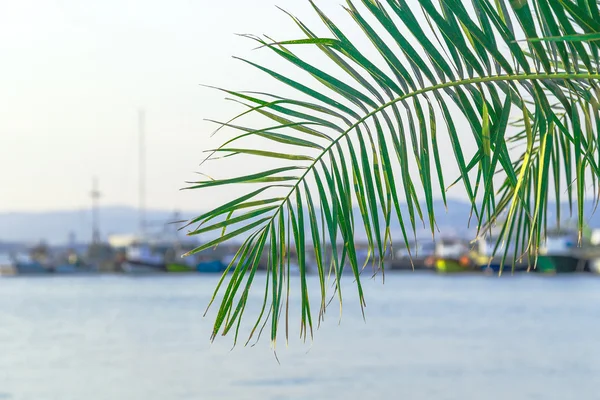 Palm leaf — Stock Photo, Image